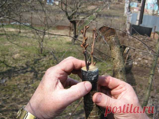 Как привить черешню на вишню?