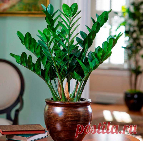 Комнатное растение Замиокулькас (Zamioculcas). Это редкое растение получило свое название благодаря своему внешнему виду, напоминающему растения из рода Замия. Толстые прямостоящие мясистые стебли замиокулькаса, покрытые глянцевыми яйцевидными листьями, сразу привлекают к себе внимание. Его родина - Восточная Африка, Занзибар, Мадагаскар. Высота растения в домашних условиях может достигать 1 м, хотя растет замиокулькас медленно.