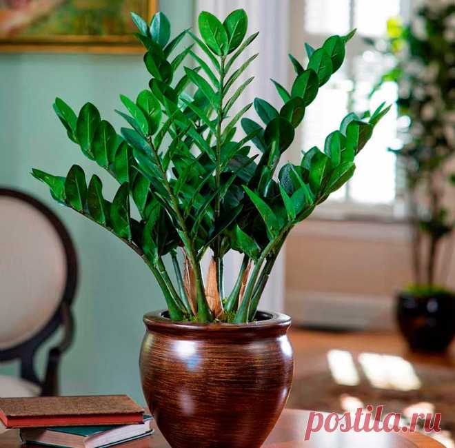 Комнатное растение Замиокулькас (Zamioculcas). Это редкое растение получило свое название благодаря своему внешнему виду, напоминающему растения из рода Замия. Толстые прямостоящие мясистые стебли замиокулькаса, покрытые глянцевыми яйцевидными листьями, сразу привлекают к себе внимание. Его родина - Восточная Африка, Занзибар, Мадагаскар. Высота растения в домашних условиях может достигать 1 м, хотя растет замиокулькас медленно.