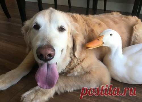 Дружба селезня и ретривера / Питомцы