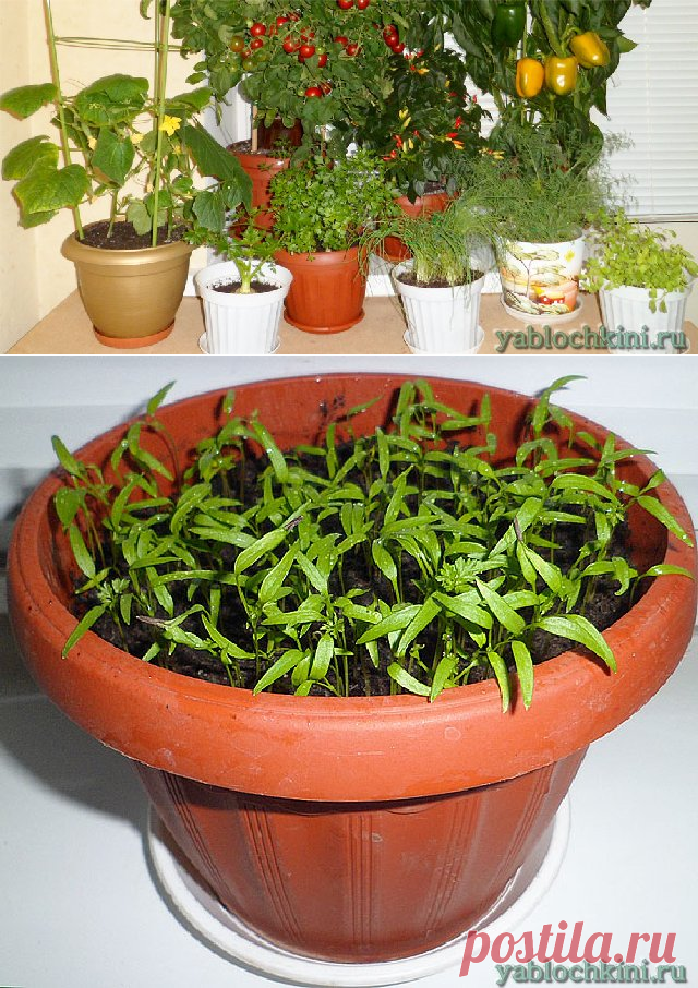 Выращиваем зелень (лук, шпинат, укроп, петрушку, салат, мелису, чабер, горчицу, базилик, майоран) круглый год в квартире на подоконнике |