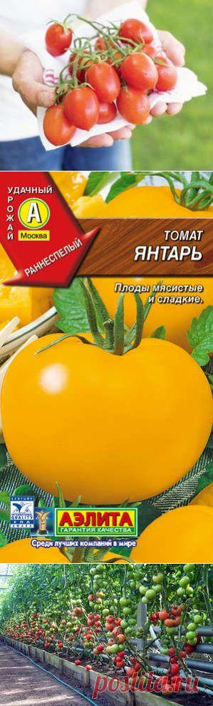 Самые лучшие и урожайные сорта томатов для теплиц, устойчивые к морозам