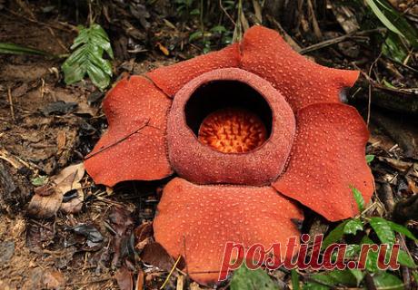 Rafflesia Arnoldii.jpg (479×333)
