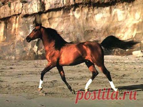 Конно спортивный проект, Конная фотогалерея