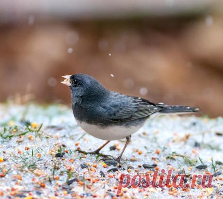 How to Welcome Winter Birds Fall may mean migration, but one bird’s north is just another bird’s south.