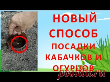 НЕ САЖАЙТЕ КАБАЧКИ ПОКА НЕ ПОСМОТРИТЕ ЭТО ВИДЕО!!! Как посадить цукини. Как выращивать цукини.