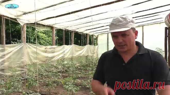 Чем подкормить томаты через 10 дней? Первая, очень важная подкормка.