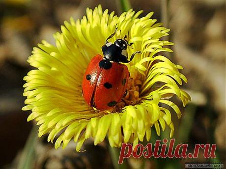 Самое ценное в мать-и-мачехе – это ее листья. В листьях содержится свыше 2,5% горьких гликозидов, эфирное масло, органические кислоты и другие вещества, которые помогают при лечении кашля и приступов удушья. Мать-и-мачеха обладает мягчительным и отхаркивающим действием. Настои из мать-и-мачехи используются при лечении пневмонии, бронхиальной астмы, бронхита и туберкулеза..