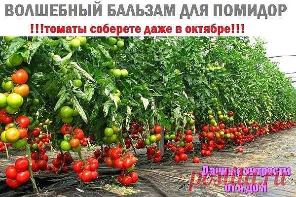 ВОЛШЕБНЫЙ БАЛЬЗАМ ДЛЯ ПОМИДОР...

В трехлитровую банку наливаю где-то 2,5 л отстоянной (обязательно!) теплой воды. В нее добавляю 100 г разведенных в теплой воде живых дрожжей и 0,5 стакана сахара. Накрываю марлей и ставлю банку в теплое место. Время от времени содержимое банки взбалтываю. Раствор (бражка) готова, когда закончится брожение. Один стакан «бражки» разбавляю на ведро воды и поливаю по 1 л под каждый куст. В течение лета подкармливаю три раза таким раствором. И...