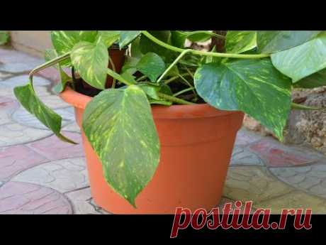 СЦИНДАПСУС ЗОЛОТИСТЫЙ. ЧЕРЕНКИ КАК СПАСЕНИЕ!