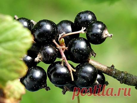 (17) Одноклассники