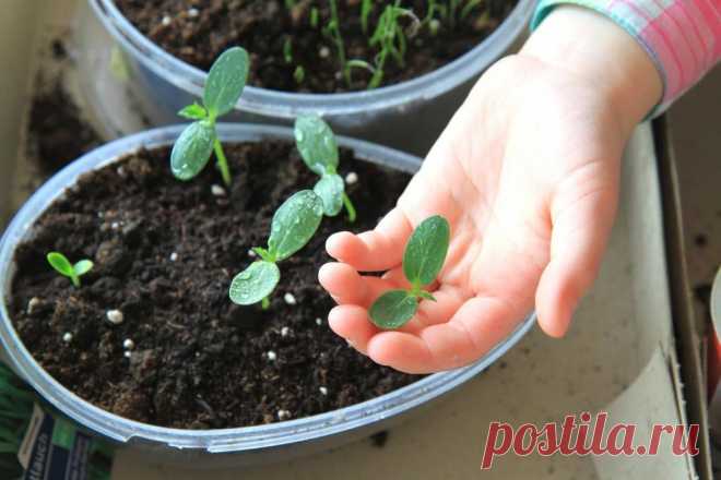 Уже сейчас стоит копить пятилитровые бутылки: огурцы сажаем не на грядки, а в них (ухаживать легко)