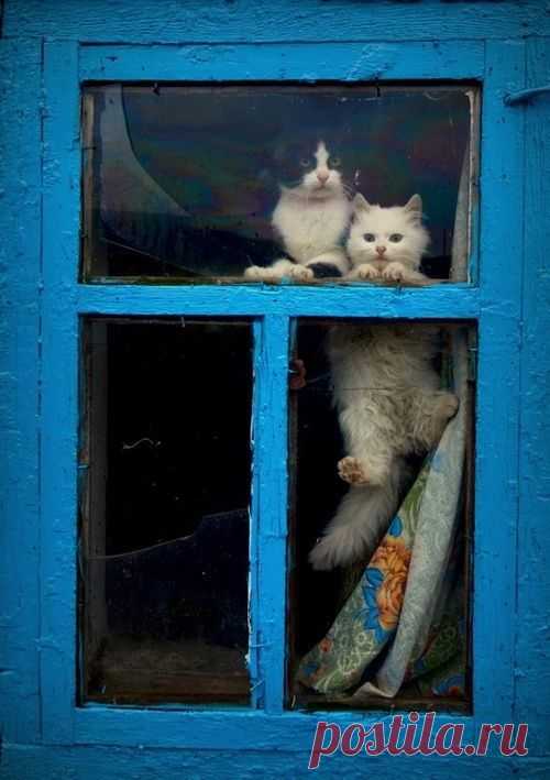 Cats perking through a blue window | Kitty Cats