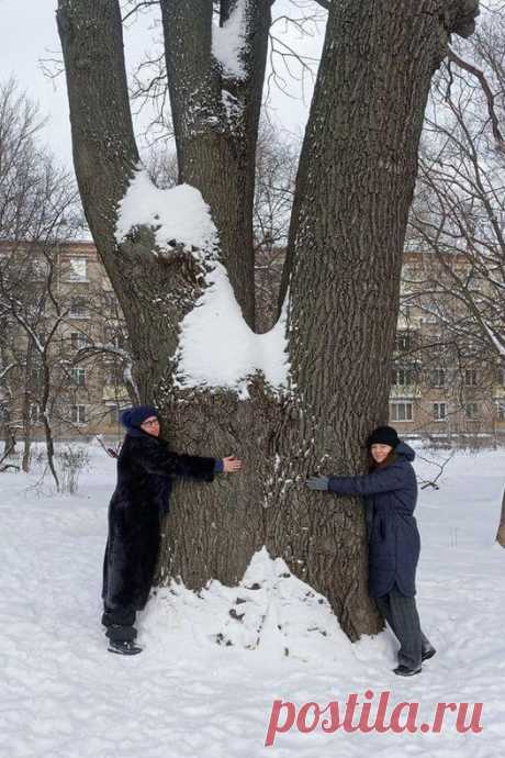 Мытищи Мыт.РФ #Мытищи #Подмосковье #Москва В Кунцево срубили 300-летний дуб на Ивана Франко, несмотря на протесты горожан и эко-активистов