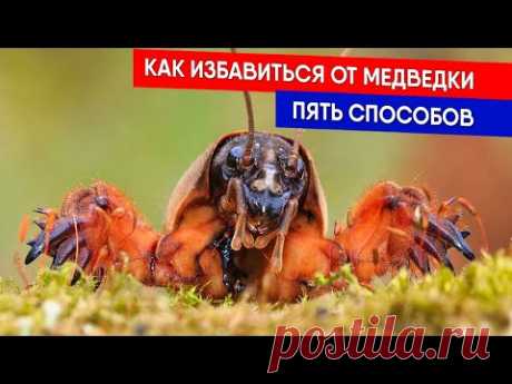 ПЯТЬ СПОСОБОВ - КАК ИЗБАВИТЬСЯ ОТ МЕДВЕДКИ