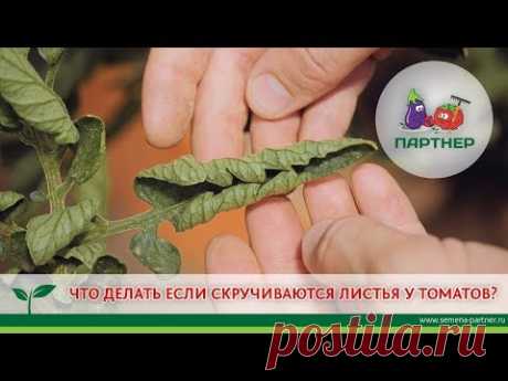 ЧТО ДЕЛАТЬ, ЕСЛИ СКРУЧИВАЮТСЯ ЛИСТЬЯ ТОМАТОВ?