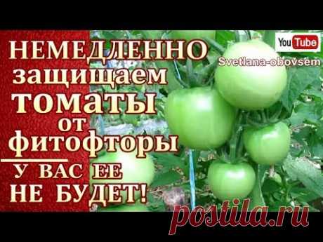 СУПЕР СМЕСЬ №1 ПРОТИВ ФИТОФТОРЫ.. СРЕДСТВО БОРЬБЫ И ПРОФИЛАКТИКА.. ФИТОФТОРЫ НЕ БУДЕТ!!! - YouTube