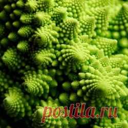 Капуста романеско: посадка, уход, рецепты приготовления, декоративность
