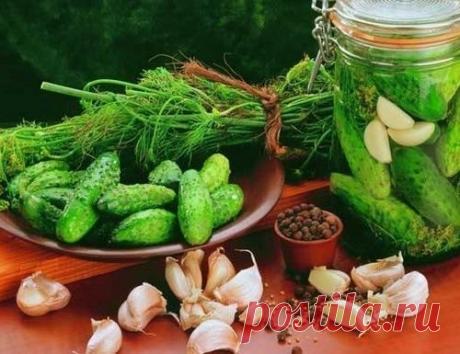Малосольные огурцы: бабушкин рецепт