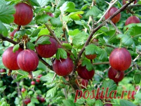 Обрезка крыжовника осенью или как правильно обрезать крыжовник