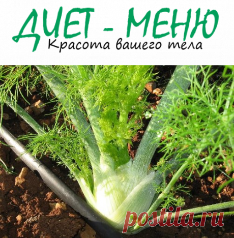 #Фенхель для похудения – как использовать при лишнем весе
Фенхель – зонтичное растение, использующееся в лекарственных целях в официальной и народной медицине. Также его издавна применяют для похудения.