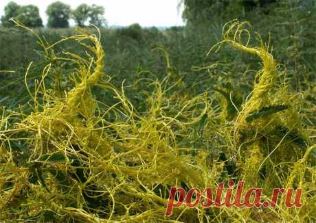 Коварная повилика и как с ней бороться