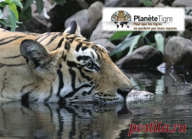 Planet Tiger - Planet Tiger добавил(-а) 2 новых фото.