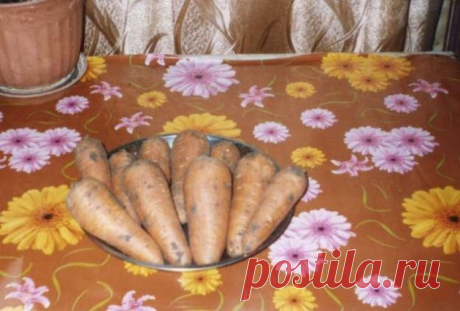 Морковь на подложке из рубероида