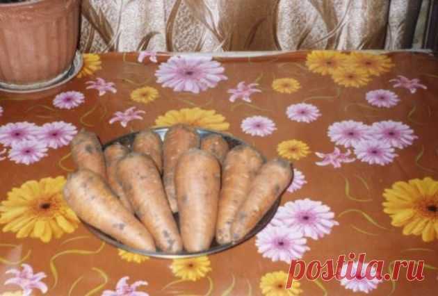 Морковь на подложке из рубероида