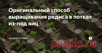 Оригинальный способ выращивания редиса в лотках из-под яиц Гораздо практичнее, чем сажать на пустую грядку. Позволяет полностью забыть об уходе. Останется только иногда поливать растения.