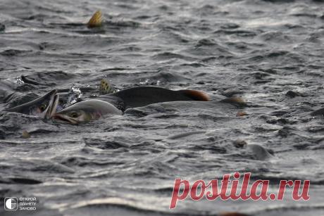Впечатляющий мыс Великан, Сахалин. - Путешествуем вместе