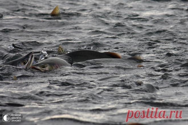 Впечатляющий мыс Великан, Сахалин. - Путешествуем вместе