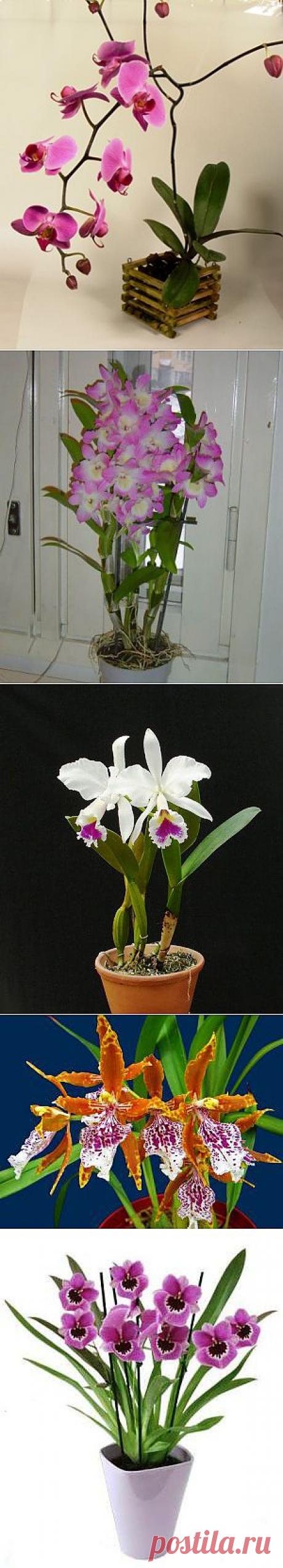Орхидеи