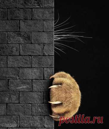 Чёткое⁠⁠ in 2025 | Cat life, Crazy cats, Cute cats
