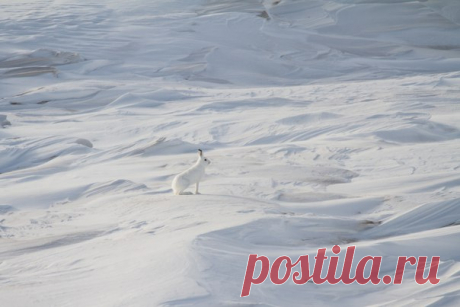 «В снежной пустыне». Заяц-беляк в снежных торосах на побережье Охотского моря. Автор фото – Александр Алечиц: nat-geo.ru/photo/user/183061/