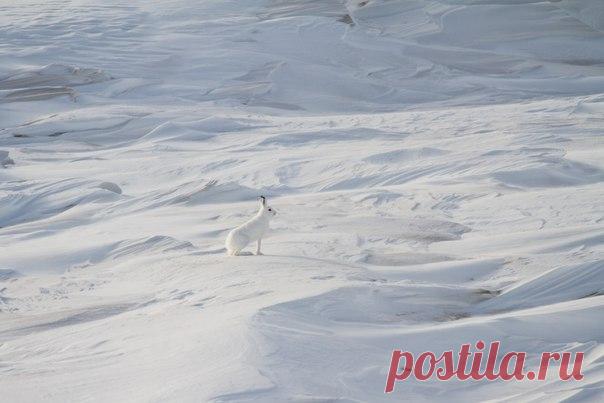 «В снежной пустыне». Заяц-беляк в снежных торосах на побережье Охотского моря. Автор фото – Александр Алечиц: nat-geo.ru/photo/user/183061/