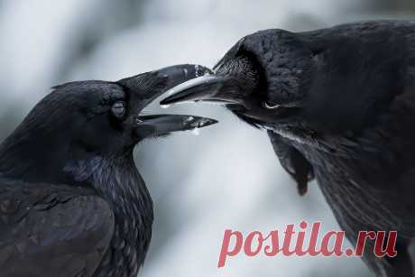 Photo by BigPicture on March 06, 2025. May be an image of bird and text.