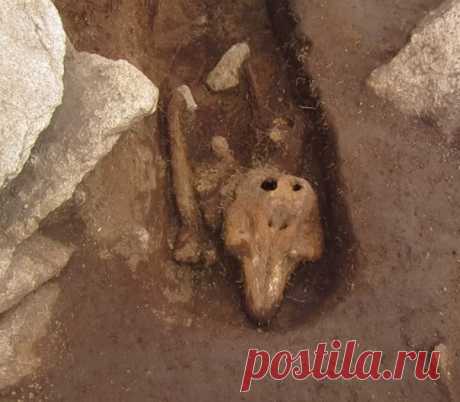 Морскую свинью не стоит путать с морской свинкой – это совсем разные животные. По непонятным причинам монахи бережно уложили в могилу останки китообразного.