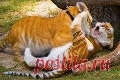 Самый прелестный котик с маленькими клыками / Surfingbird знает всё, что ты любишь