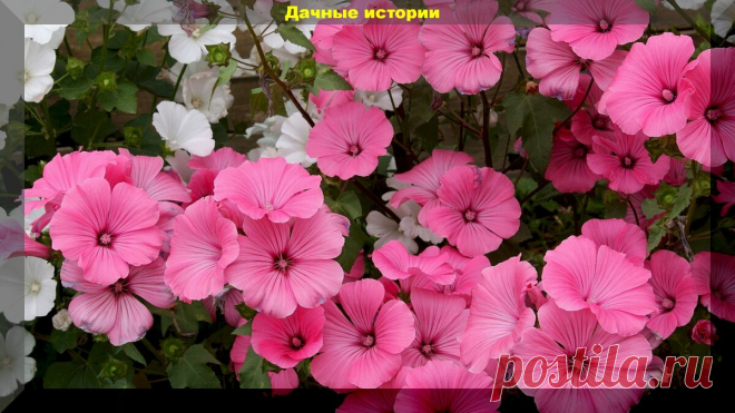 Цветник который сам себя засевает. Более тридцати цветов, которые хорошо размножаются самосевом | Дачные истории | Яндекс Дзен