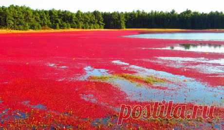 Клюква. Как собирают и чем полезна. - Просто интересно
