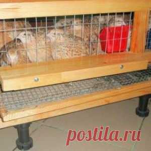 Содержание перепелов в домашних условиях: технология разведения, условия содержания и кормления