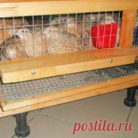 Содержание перепелов в домашних условиях: технология разведения, условия содержания и кормления