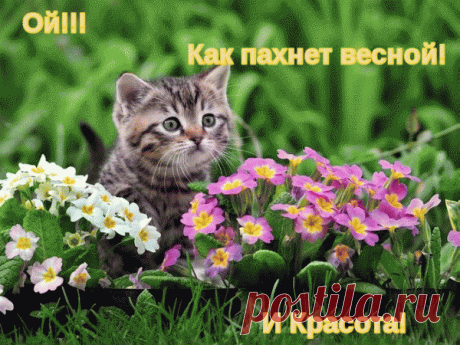 котенок и цветы