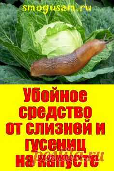 📌Убойное средство от слизней, гусениц, блошек на капусте in 2023