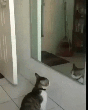 Wanna Fight Enjoy new funniest and very cute compilation of the week about try not laugh funny animals' life Gif..
