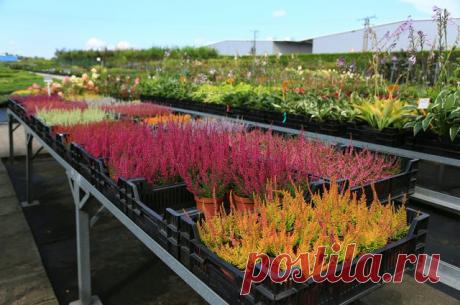 Не капризный, а особенный! Как вырастить вереск | РОЗЫ