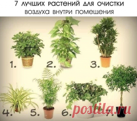 7 лучших растений для очистки воздуха внутри помещения