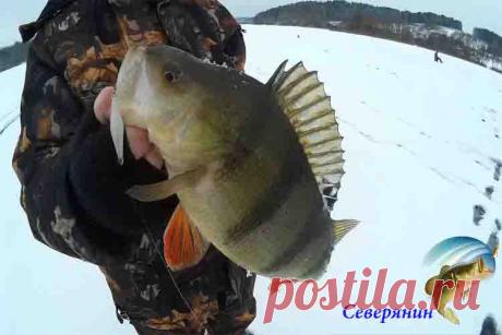 Ловля окуня в феврале Окунь является рыбой, населяющей практически все российские водоемы, да и все мировые тоже. Потому рыболовы частенько ловят окуньков, не исключение и февраль месяц. Февраль отличается тем, что в эт…