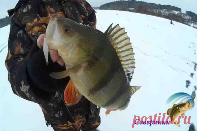 Ловля окуня в феврале Окунь является рыбой, населяющей практически все российские водоемы, да и все мировые тоже. Потому рыболовы частенько ловят окуньков, не исключение и февраль месяц. Февраль отличается тем, что в эт…